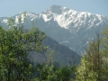 Multitalent Wald (116)