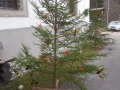 Vogelfutter herstellen (3)